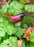 Garden Robin on Stake - Brushed Metal Bird - AluminArk Collection - 4 Colours
