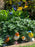 Garden Birds Blue Tit - RSPB Garden Bird Statues