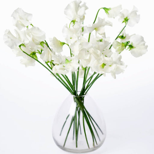 White Sweet Pea Flower Bouquet
