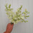 White Sweet Pea Flower Bouquet
