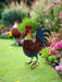 Garden metal cockerel/ hen red and blue named Isaac measuring 16 x32 x 45cm - GingerInteriors.co.uk