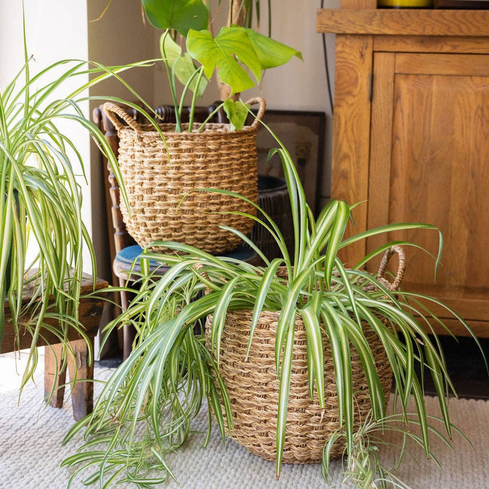 Banar Handwoven Seagrass Basket Set of 2 – Natural & Bleached Seagrass.