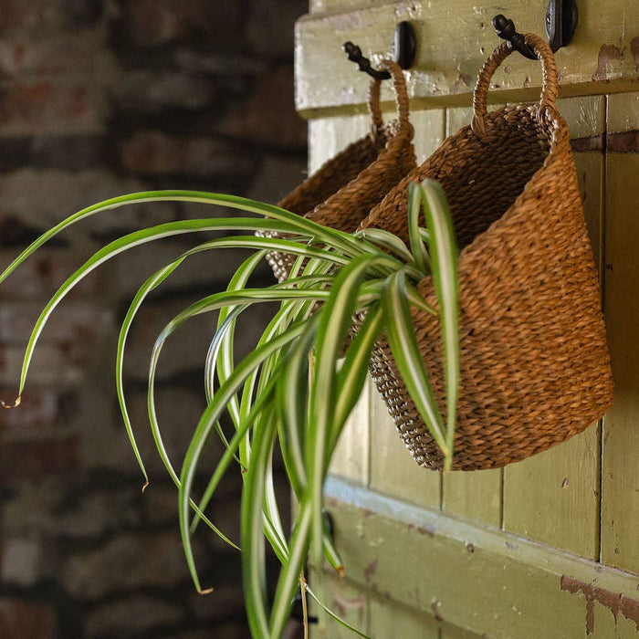 Kompo Seagrass Hanging Storage Baskets Set of 2 | Natural Wall Baskets with Handles