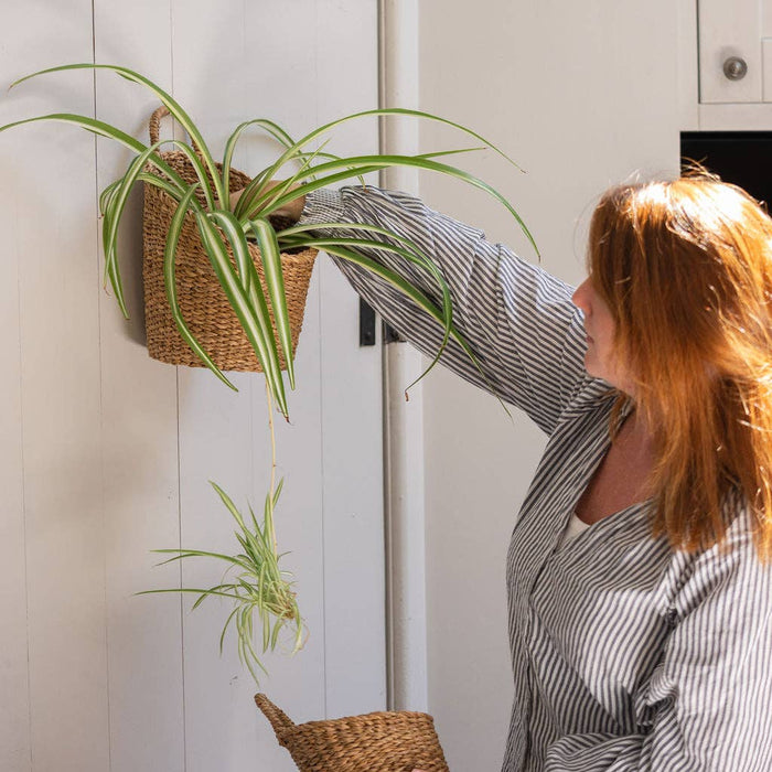 Kompo Seagrass Hanging Storage Baskets Set of 2 | Natural Wall Baskets with Handles