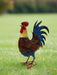 Garden metal cockerel/ hen red and blue named Isaac measuring 16 x32 x 45cm - GingerInteriors.co.uk