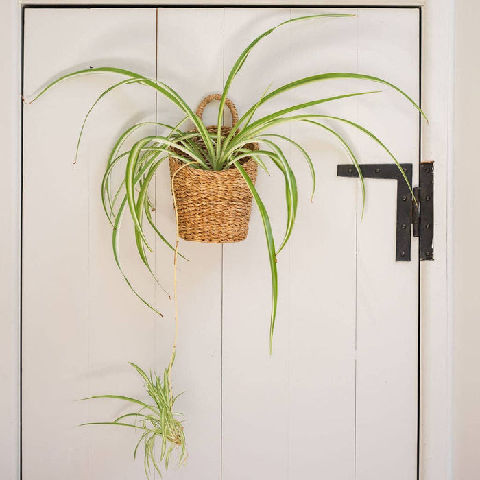 Tuarag Natural Seagrass Hanging Basket | Slim Storage
