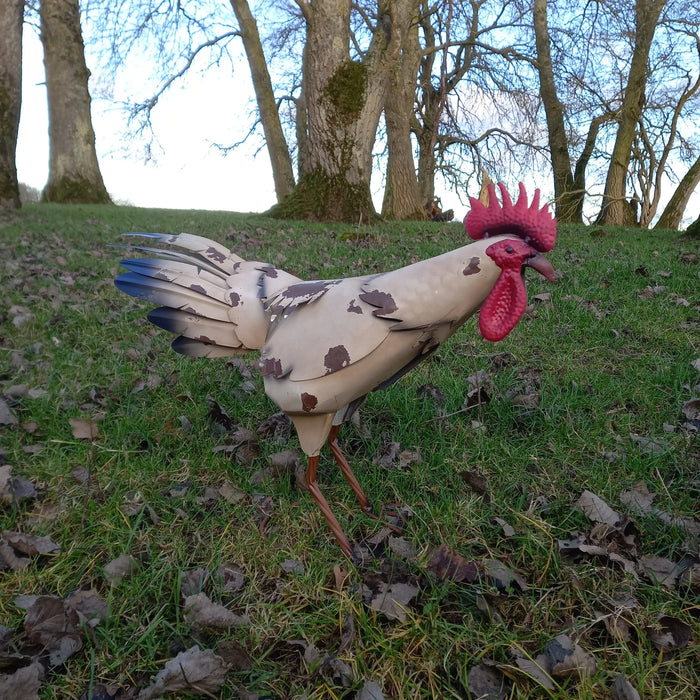 Standing Metal Cockerel - Garden Ornament - GingerInteriors.co.uk