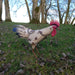 Standing Metal Cockerel - Garden Ornament - GingerInteriors.co.uk