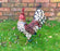 Garden Birds - White Cockerel - Woodland Friends