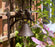 Door Bell Traditional Cast Iron - Bird Design