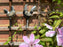 Bird Coat Hooks - Cockerel and Hen