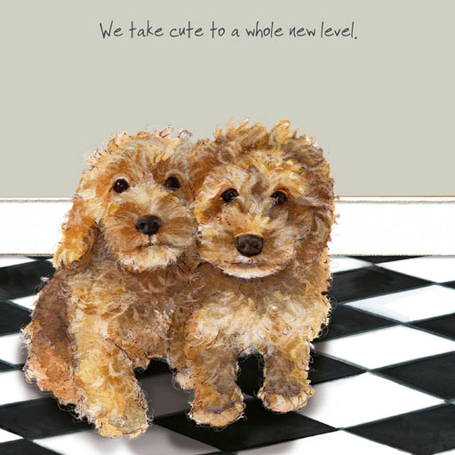 Smiley Cockapoo Cockapoo Cockapoo Adoption In New Jersey: Cockapoo Puppies For Sale In