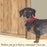 Dachshund Card - Before you go in there, remember I love you - From The Little Dog Laughed