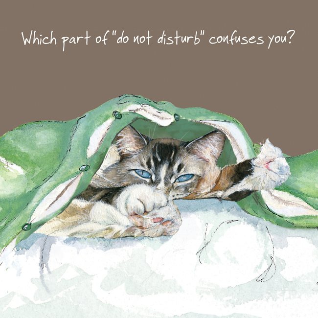 Cat Card - Which part of "do not disturb" confuses you? - From The Little Dog Laughed