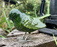 Robin - Brushed Green Metal Bird - AluminArk Collection