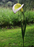 Giant Garden Flower Stake - White Calla Lily Sculpture