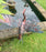 Bronze Heron Garden Sculpture - Wings up - 70cm