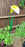 Giant Garden Flower Stake - White Calla Lily Sculpture