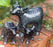 Highland Cow Figure Brushed Black - AluminArk Collection - 3 Sizes