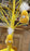 Yellow Chick Hanger - Pair of Easter Hanging Decorations