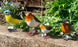 Garden Birds Blue Tit - RSPB Garden Bird Statues
