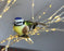 Pair of Blue Tits on Clips - Bird Christmas Tree Decorations
